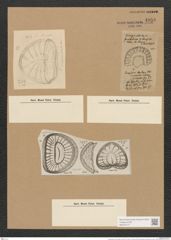Campylodiscus latus Shadb. (de-Toni-Nr.: Genus 57, Species 2460) Zeichnungen Sammlung Grunow Nr. 4956 (NHMW-BOT-W0373177)